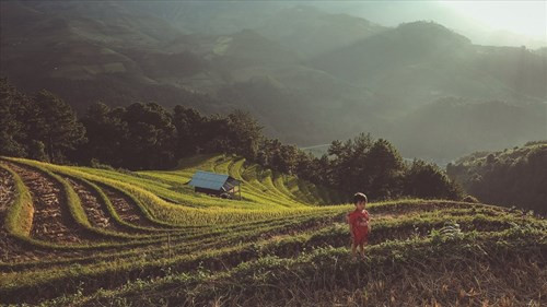 木岗寨最美丽的时候就是汛期和稻谷成熟季节（图片来源：laodong.vn）