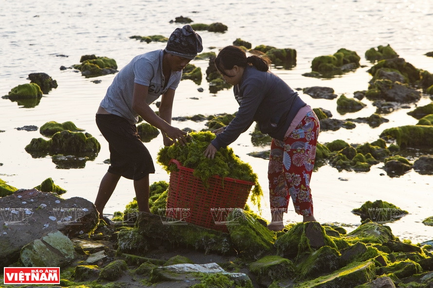 海藻浮出水面，当地居民就将海藻收集起来。图自越通社