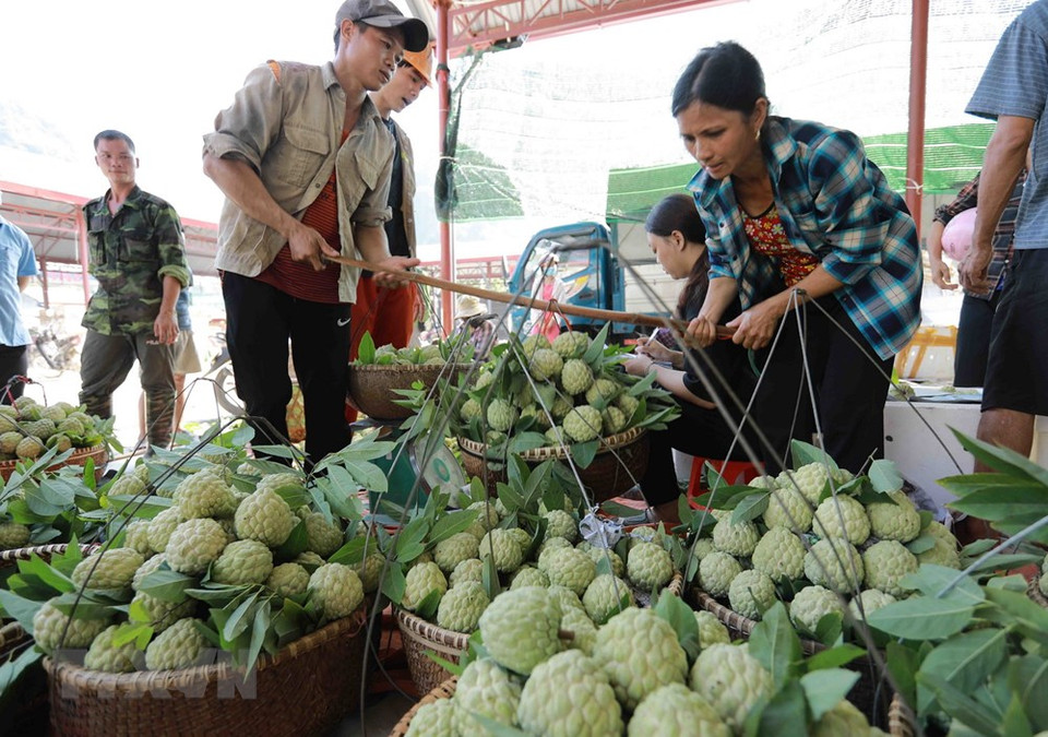 农民们将番荔枝进行分配，并即将运输到芝陵镇市场的一些水果店出售。越通社记者 武生 摄