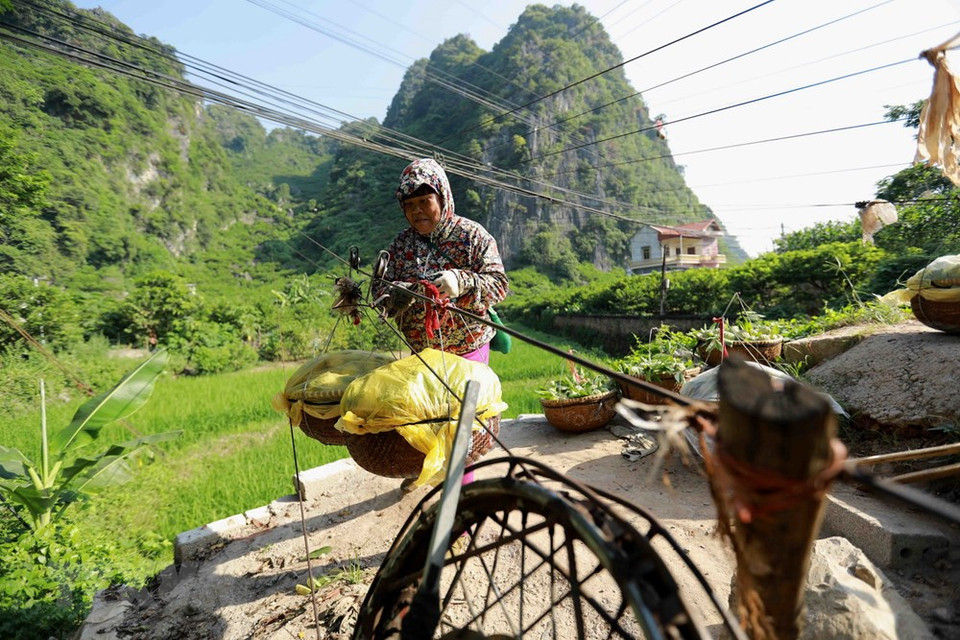 芝陵镇居民运输番荔枝。越通社记者 武生 摄