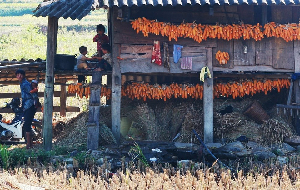 当地同胞们把刚收割的玉米挂着晒太阳。越通社记者 林庆 摄