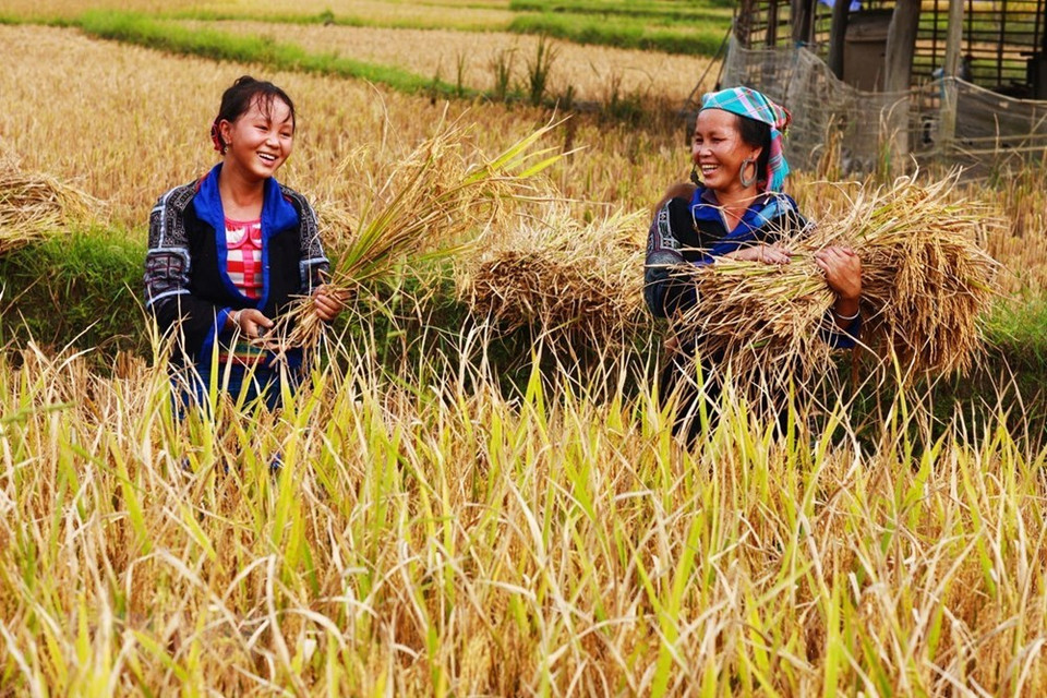 赫蒙族人民善友并十分好客。越通社记者 林庆 摄
