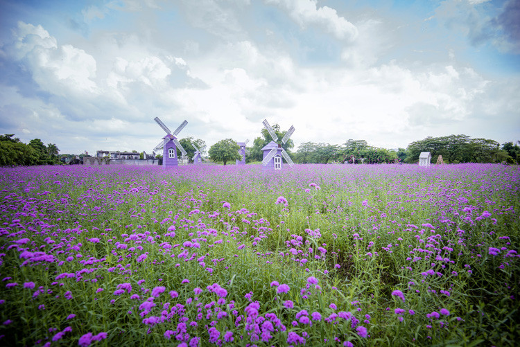 这种从加拿大进口的著名花卉首次在河内种植。图自越通社