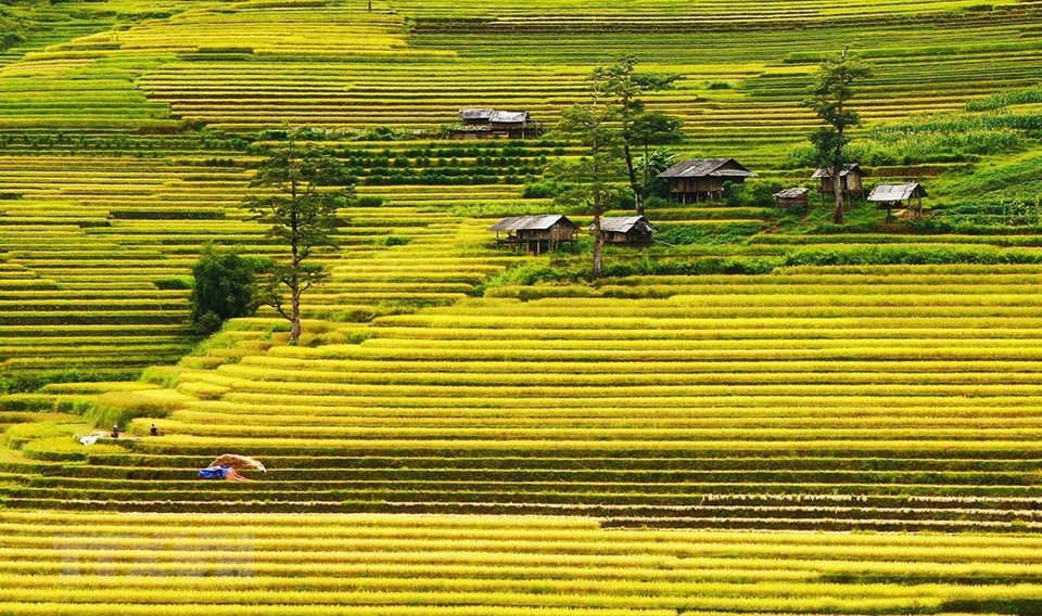 林蒙村是木江界拥有最美丽的金色梯田之地。越通社记者 林庆 摄