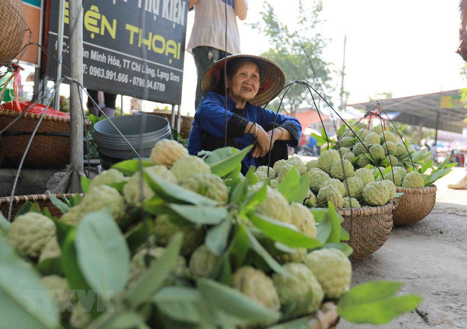 芝陵特产番荔枝在芝陵县芝陵镇市场上出售。越通社记者 武生 摄