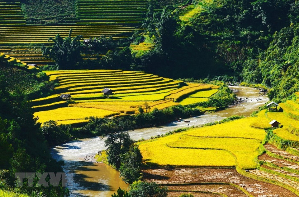 绿油油的树林同金色的稻谷相结合营造壮丽的自然景色。越通社记者 林庆 摄