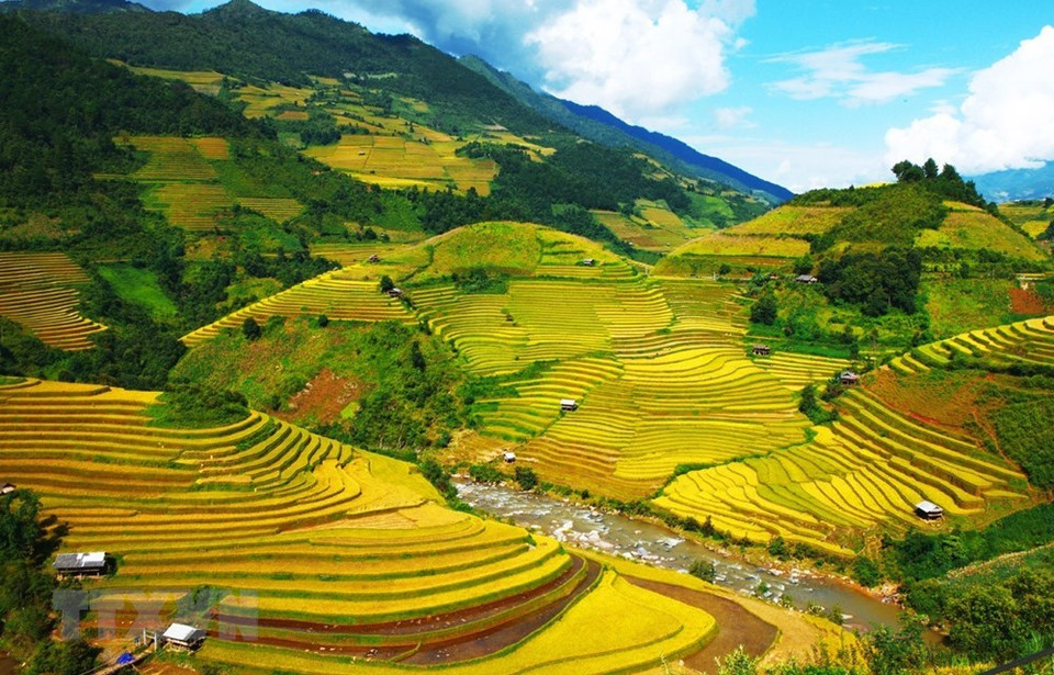 耶書份乡的金色梯田风光美丽迷人。越通社记者 林庆 摄