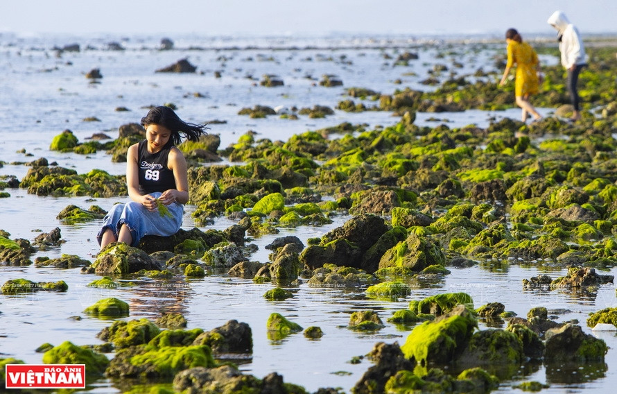 游客在海藻田上戏耍。《越南画报》记者 阮伦 摄