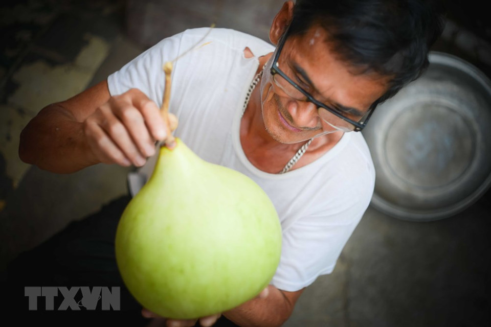 艺人筛选达到标准的葫芦，葫芦不能太大，也不能太小，葫芦口必须是圆形的，直径60至70厘米。越通社记者 越山 摄