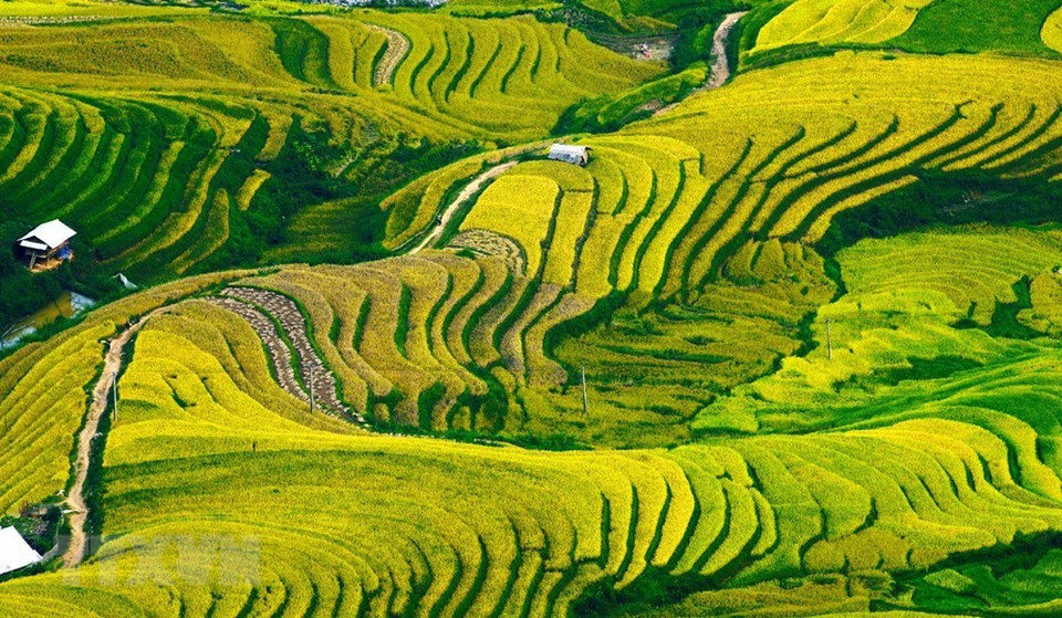 壮丽金色梯田风光。越通社记者 林庆 摄