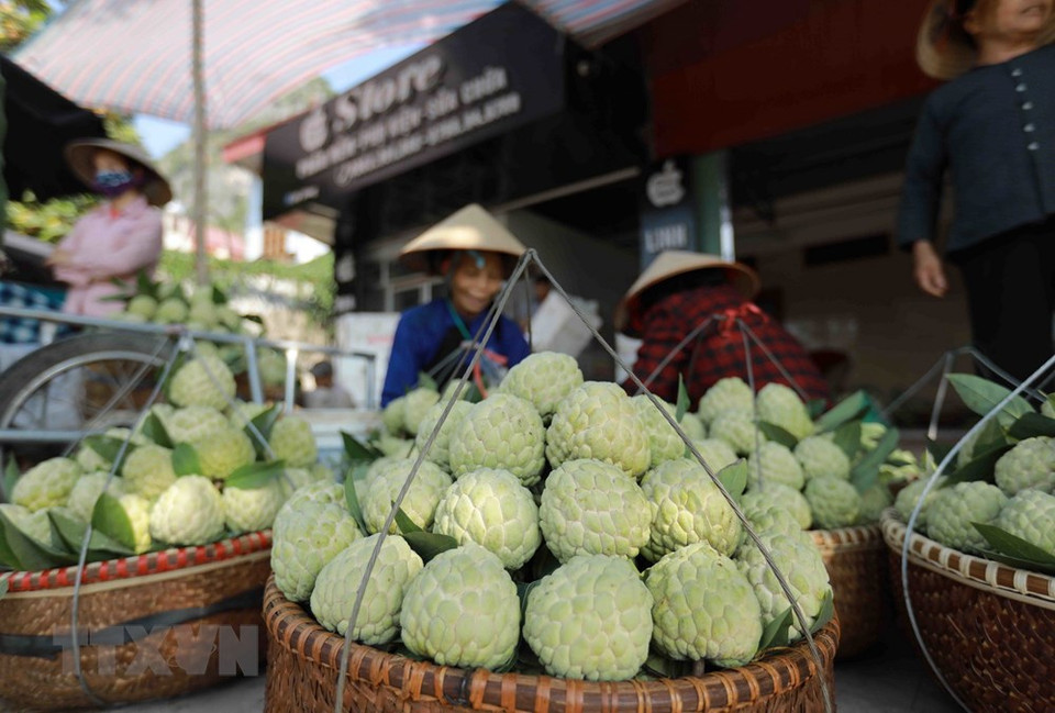 芝陵特产番荔枝在市场上出售。越通社记者 武生 摄