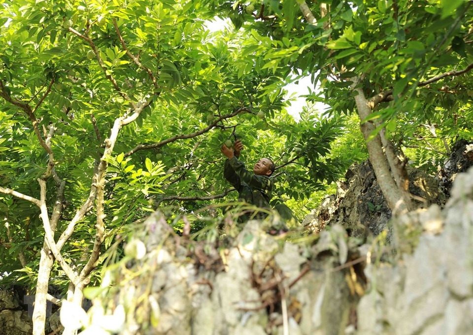 芝陵镇陇碳村黄文职番荔枝园位于山丘地区，所以番荔枝质量很好。越通社记者 武生 摄