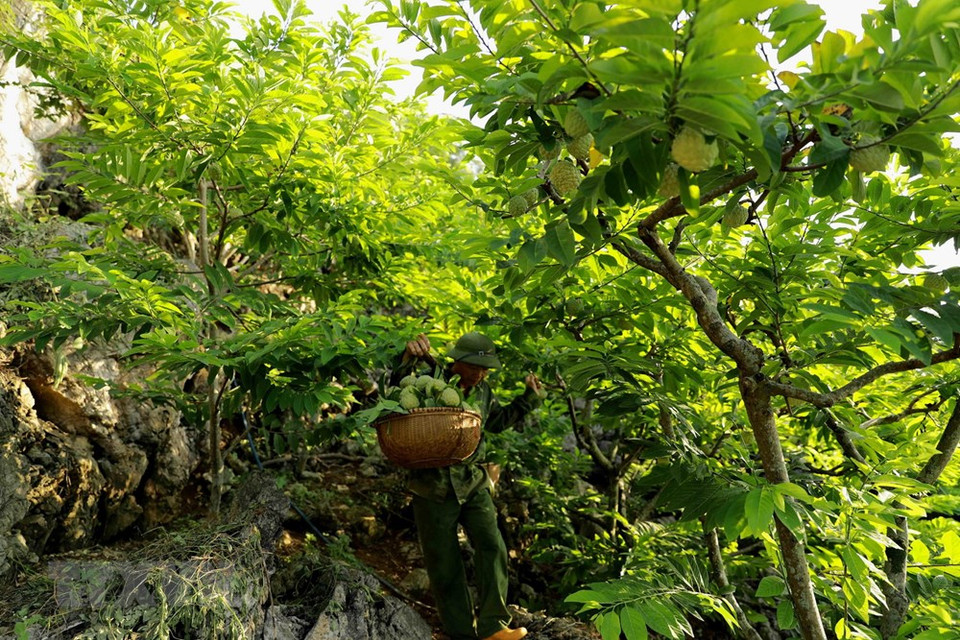 芝陵镇陇碳村黄文职即将向市场提供新鲜番荔枝。越通社记者 武生 摄