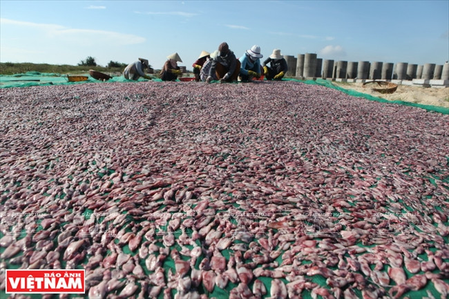 渔民将鱿鱼进行晾晒。 图自越通社