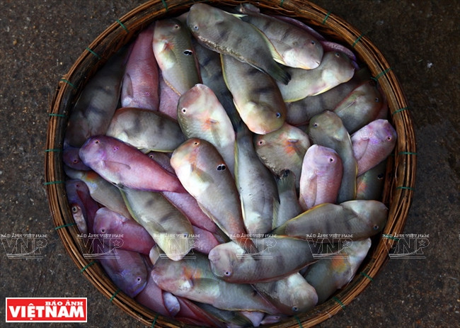 渔民们将捕捞到的海鲜进行加工。 图自越通社