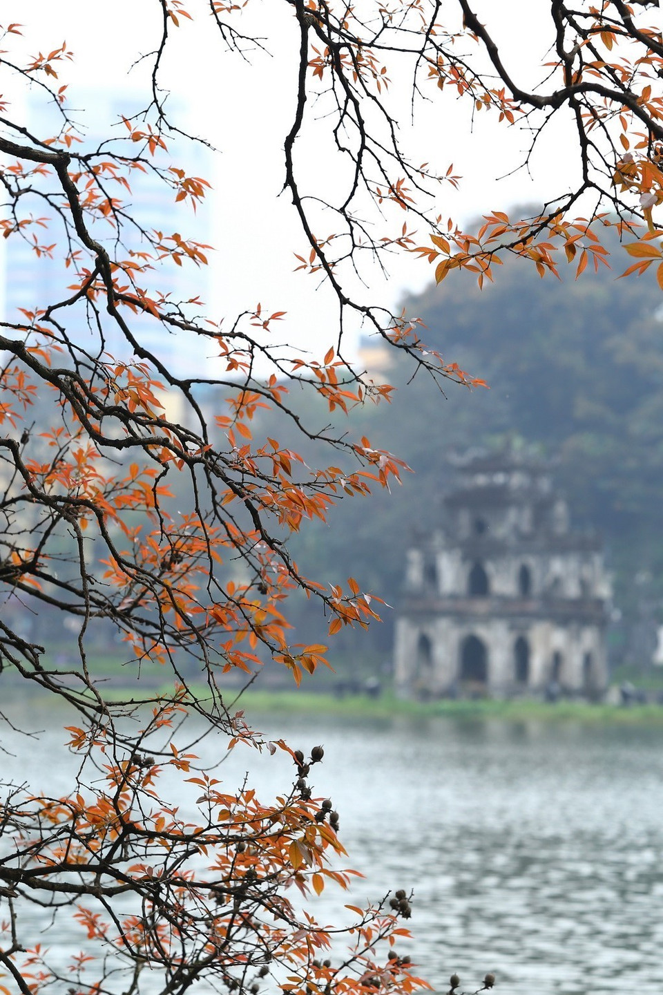 河内市还剑湖大叶紫薇纷纷发芽长出小嫩叶。越通社记者 摄 