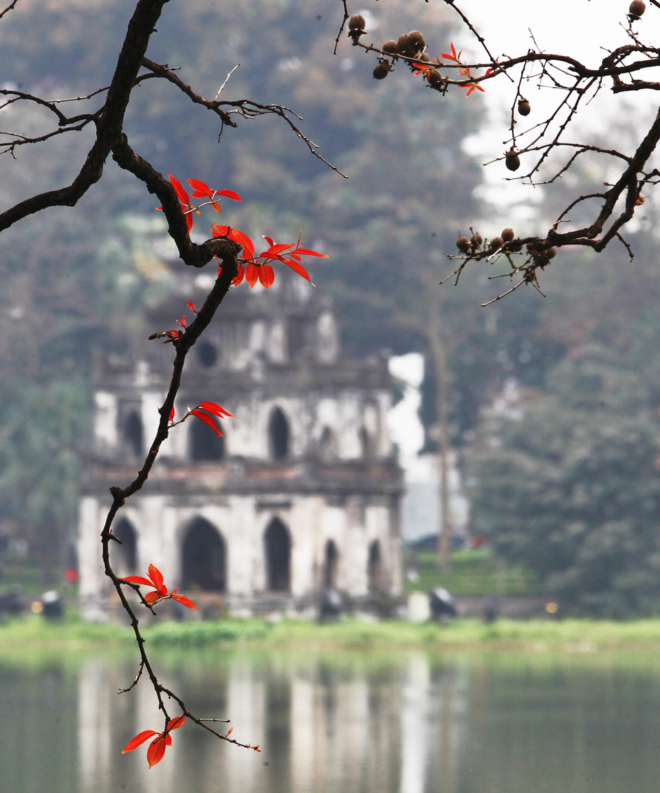 河内市还剑湖大叶紫薇纷纷发芽长出小嫩叶。越通社记者 摄 