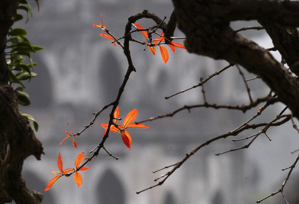 河内市还剑湖大叶紫薇纷纷发芽长出小嫩叶。越通社记者 摄 