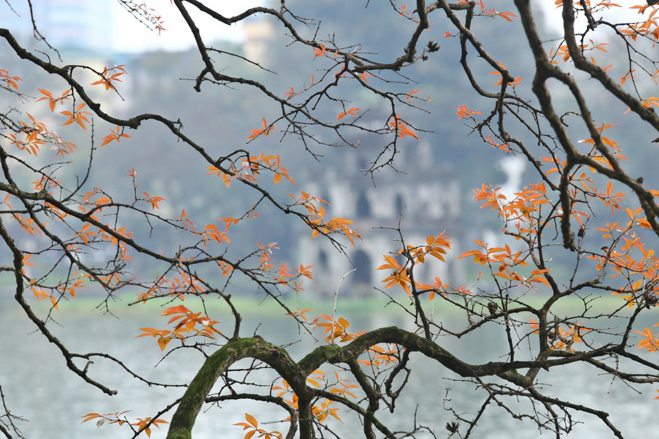 河内市还剑湖大叶紫薇纷纷发芽长出小嫩叶。越通社记者 摄 