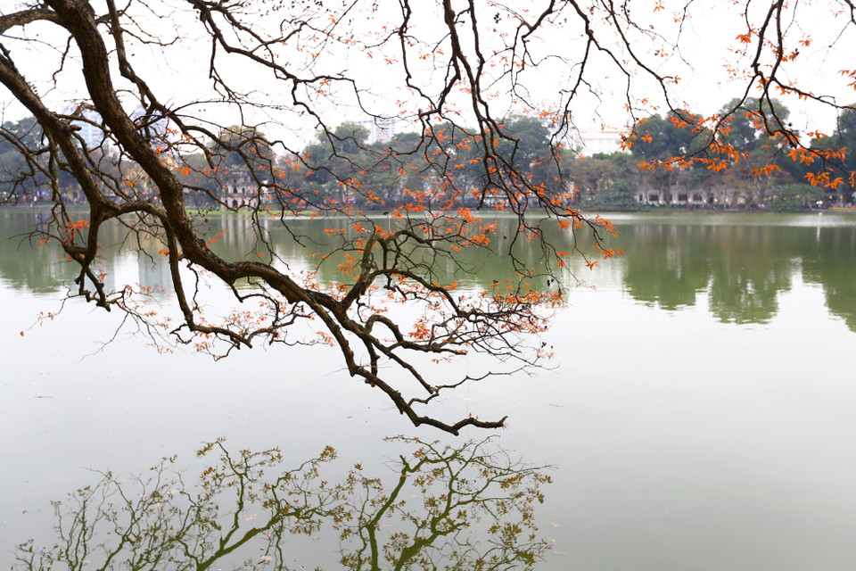 河内市还剑湖大叶紫薇纷纷发芽长出小嫩叶。越通社记者 摄 