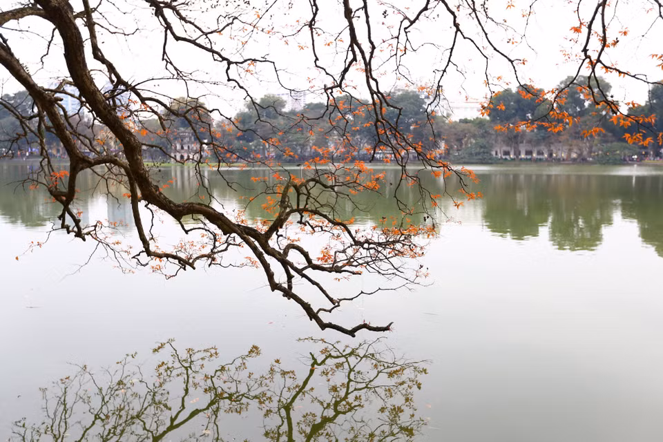 河内市还剑湖大叶紫薇纷纷发芽长出小嫩叶。越通社记者 摄 