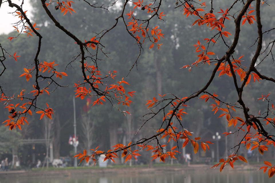 河内市还剑湖大叶紫薇纷纷发芽长出小嫩叶。越通社记者 摄 