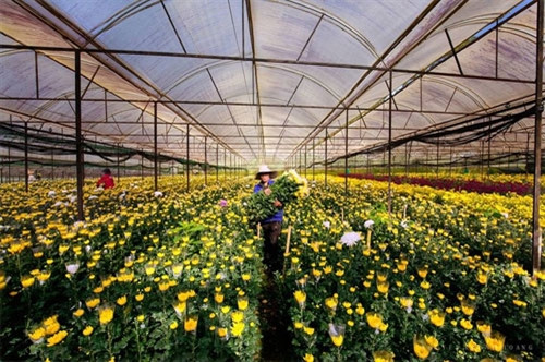 太番（Thái Phiên）是大叻著名的花村。这里是全国花类供应之地（图片来源：vnexpress.net）