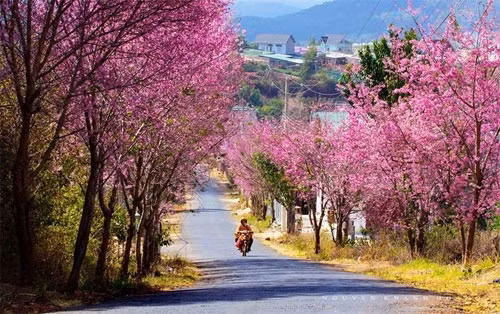 春香湖、陈兴道等街道，尤其是多贵山坡均“穿上”魅力的粉红色“外衣”（图片来源：vnexpress.net）