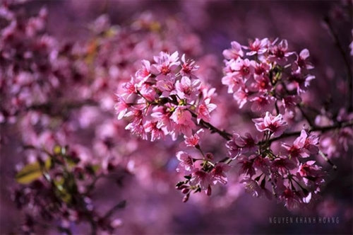 满树是花的梅樱桃给人们带来巨大的吸引力（图片来源：vnexpress.net）