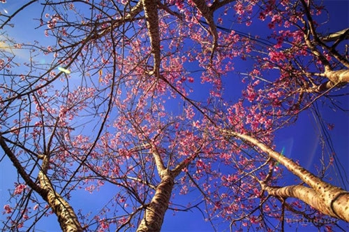 梅樱桃花名称来自梅樱桃花树树身类似日本的樱桃花，五花瓣类似梅花，因此大叻人把它叫作梅樱桃花。（图片来源：vnexpress.net）