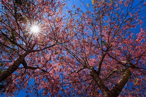 美丽的梅樱桃花装饰家门周边，环绕着街道，使大叻城沉浸在粉红色大海中，美丽极了！（图片来源：vnexpress.net）