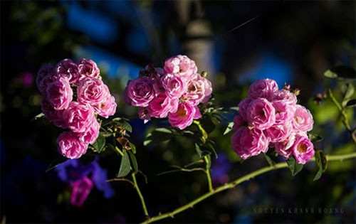 温柔芬芳的蔷薇花点缀大叻城的春色（图片来源：vnexpress.net）