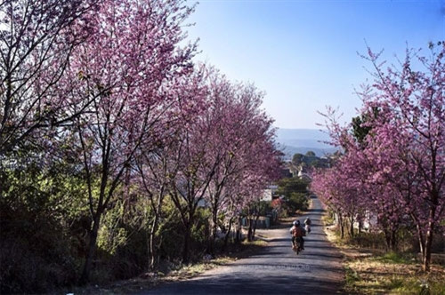 粉红色梅樱桃花在碧绿天空中施展魅力（图片来源：vnexpress.net）