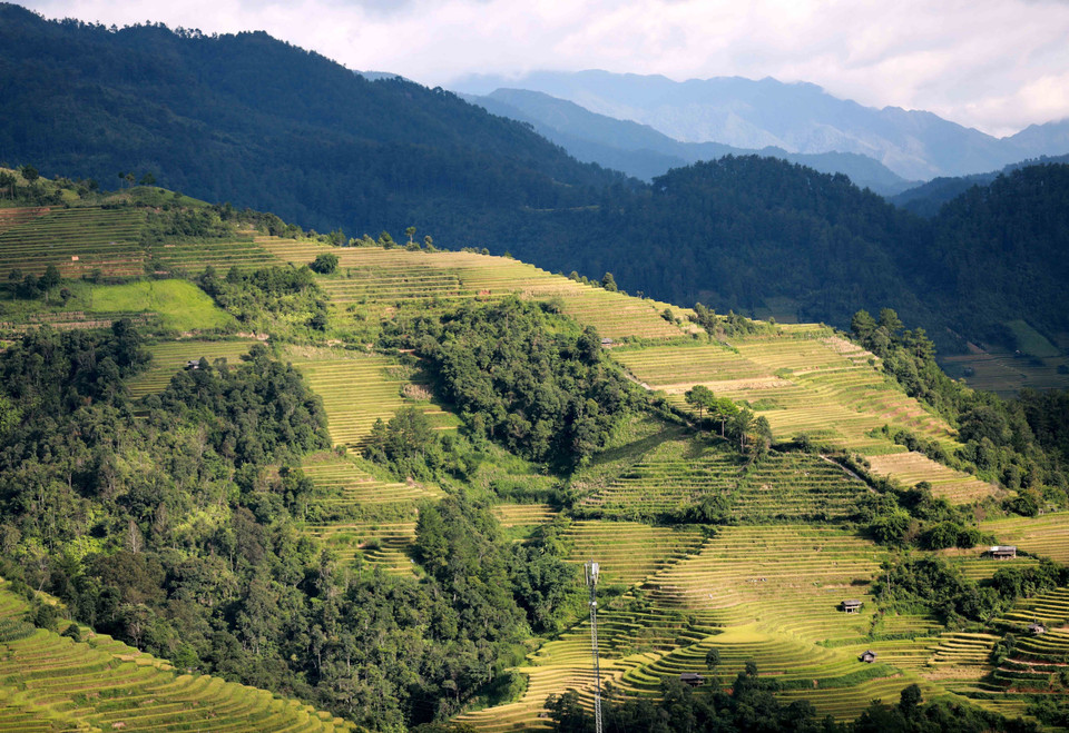 茫茫无际且含着诗情画意之美的梯田令游客赞叹不已。图自 越通社
