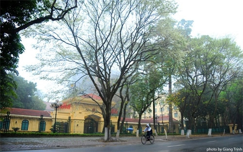 今年，黄檀花比往年晚开了将近两周（图片来源：vnexpress.net）