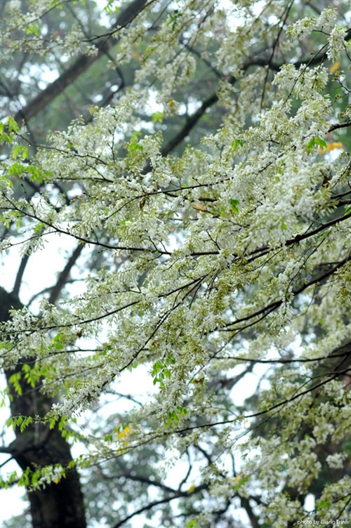 在高高的树枝上，黄檀花像雪花一样洁白，如果不注意很容易就错过欣赏美丽花朵的机会（图片来源：vnexpress.net）