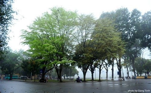 在一场细雨之后，黄檀花也很快就凋谢（图片来源：vnexpress.net）