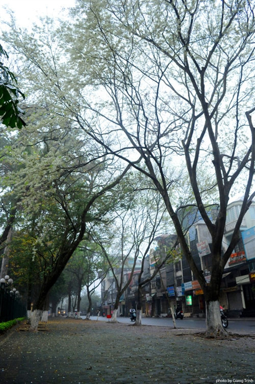 然而，黄檀花依然保留着纯洁的魅力。观赏黄檀花的主要街道包括奠边府、黄花探、潘亭冯、青年、讲武湖等（图片来源：vnexpress.net）