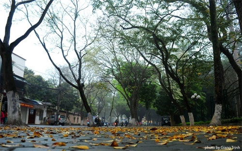 前几日，黄檀树似乎没有一点生息，但很快就披上了美丽的白衣（图片来源：vnexpress.net）