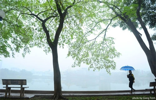 讲武湖边的黄檀花（图片来源：vnexpress.net）