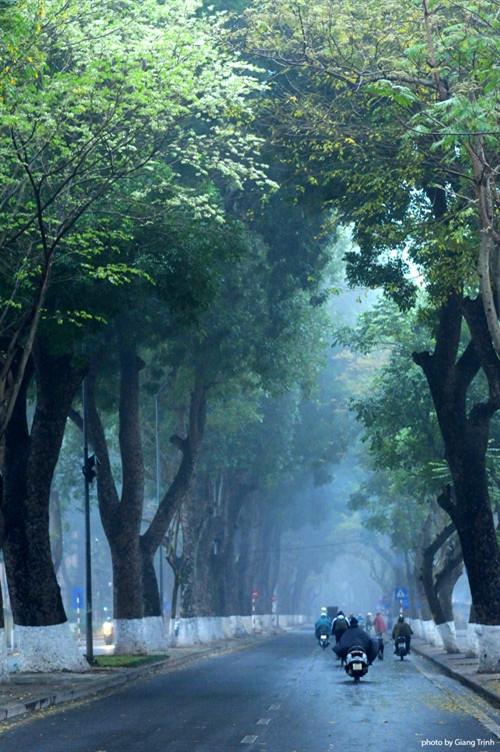 与洋紫荆和柚子花一样，黄檀花也是三月份的象征（图片来源：vnexpress.net）