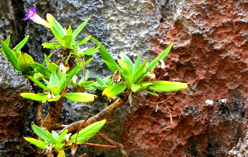 南菩昏岛上富有生物多样性（图片来源：广宁省报网）