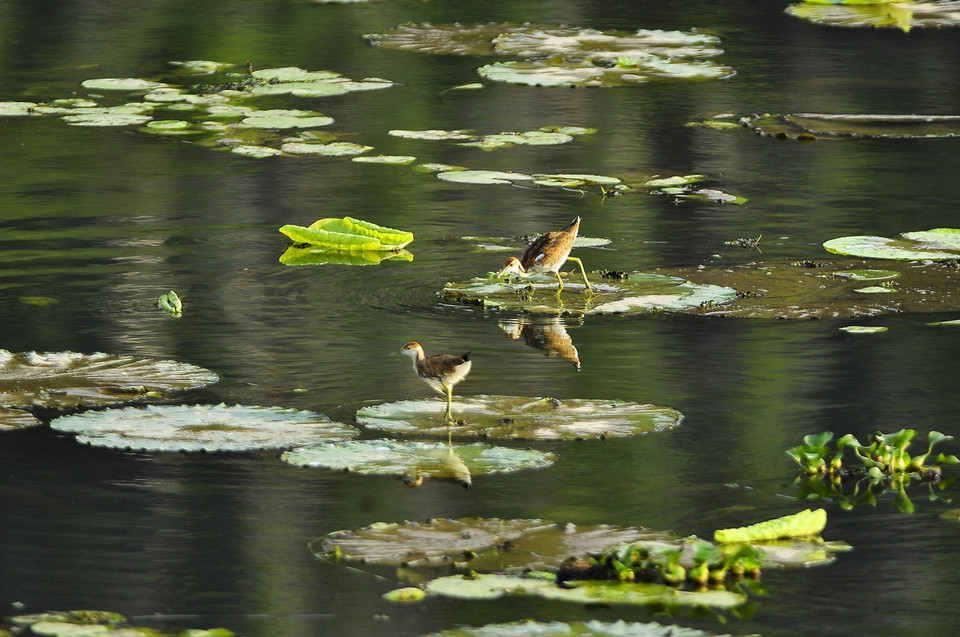 越南宁平省云龙湿地自然保护区​分布众多珍稀濒危水鸟。越通社记者 明德 摄