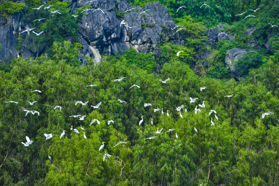 越南宁平省云龙湿地自然保护区​分布众多珍稀濒危水鸟。越通社记者 明德 摄