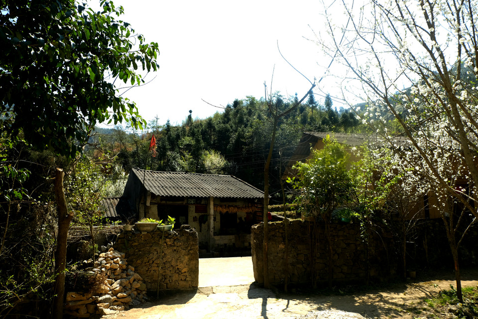 河江省同文县宠拉（Sủng Là）乡整个村庄都被美丽的花卉点缀着。越通社记者 祥安 摄。