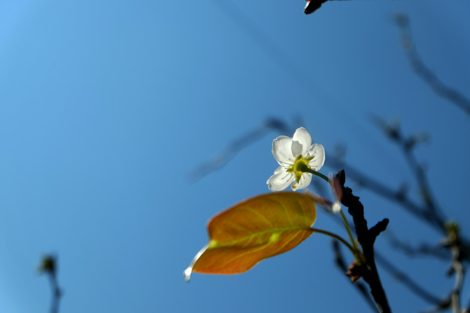梨花是河江省的特色之一。越通社记者 祥安 摄。