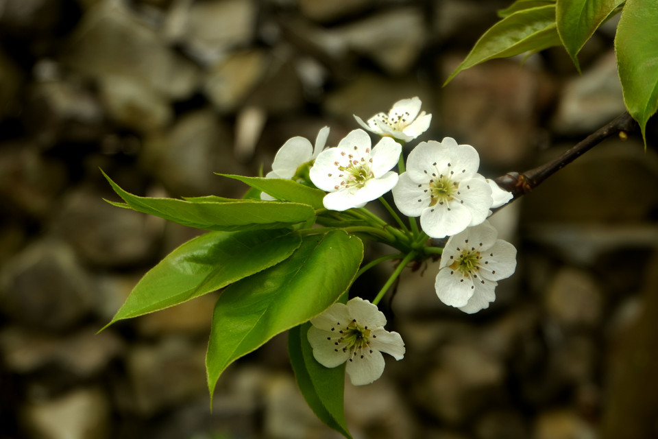 梨花是河江省的特色之一。越通社记者 祥安 摄。
