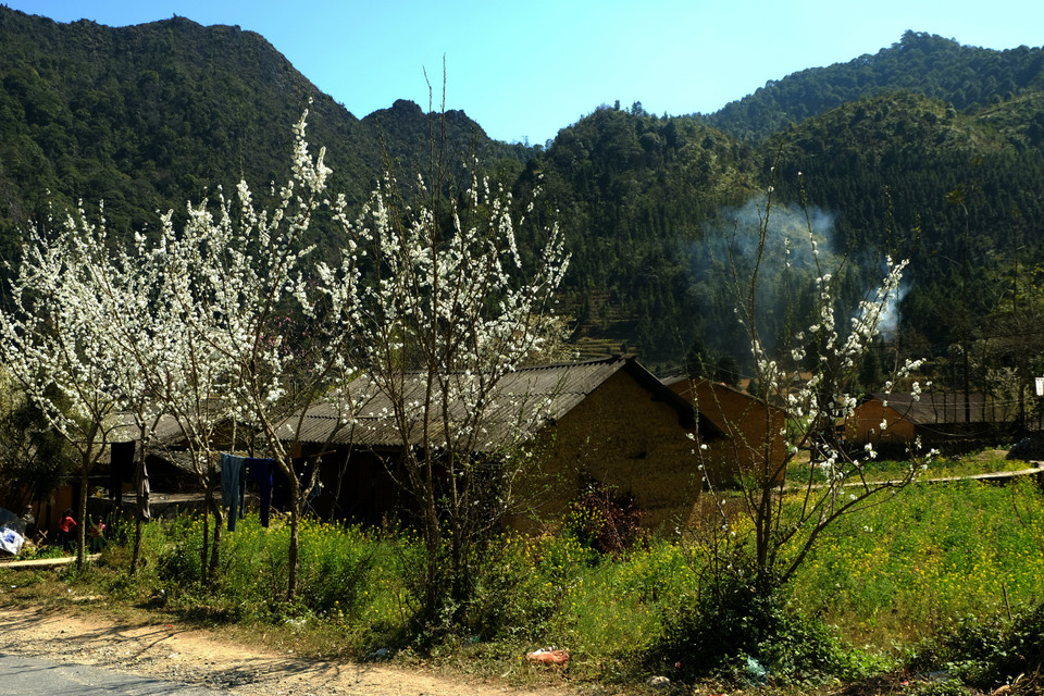 河江省同文县宠拉（Sủng Là）乡整个村庄都被美丽的花卉点缀着。越通社记者 祥安 摄。