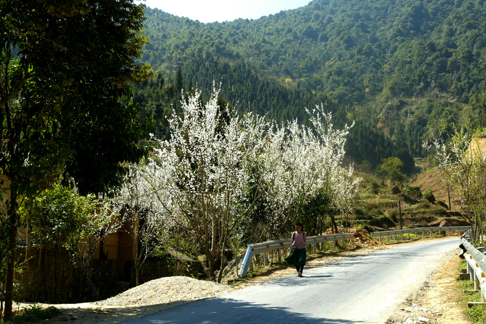 河江省同文县宠拉（Sủng Là）乡整个村庄都被美丽的花卉点缀着。越通社记者 祥安 摄。