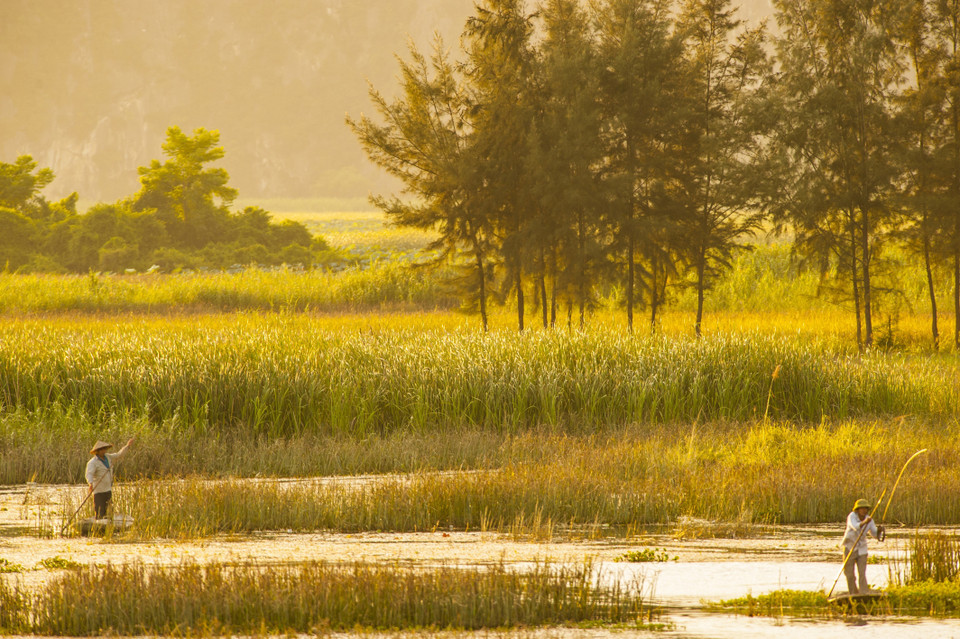 越南宁平省云龙湿地自然保护。 越通社记者 明德 摄